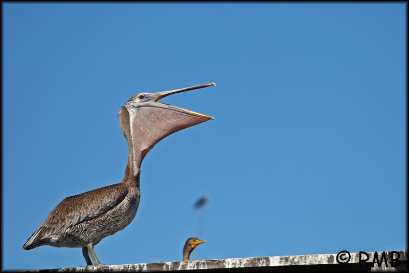 IMAGE: http://i23.photobucket.com/albums/b390/pointerDixie214/DPP_0007.jpg