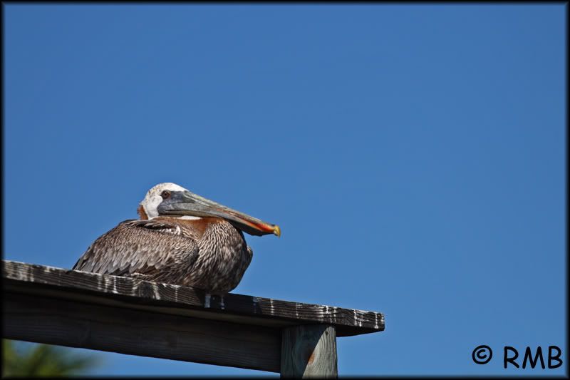 IMAGE: http://i23.photobucket.com/albums/b390/pointerDixie214/DPP_0011.jpg