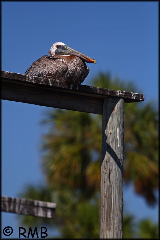 IMAGE: http://i23.photobucket.com/albums/b390/pointerDixie214/DPP_0014.jpg