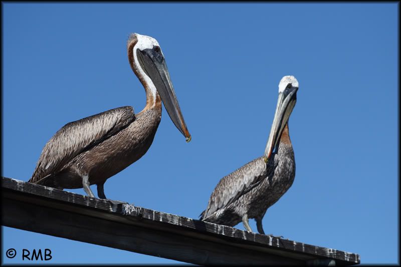 IMAGE: http://i23.photobucket.com/albums/b390/pointerDixie214/DPP_0021.jpg