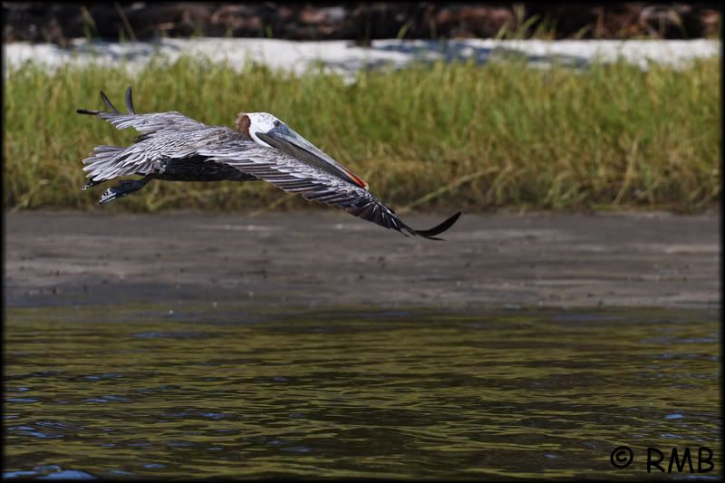 IMAGE: http://i23.photobucket.com/albums/b390/pointerDixie214/DPP_0023.jpg