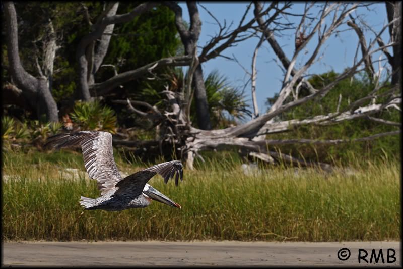 IMAGE: http://i23.photobucket.com/albums/b390/pointerDixie214/DPP_0024.jpg