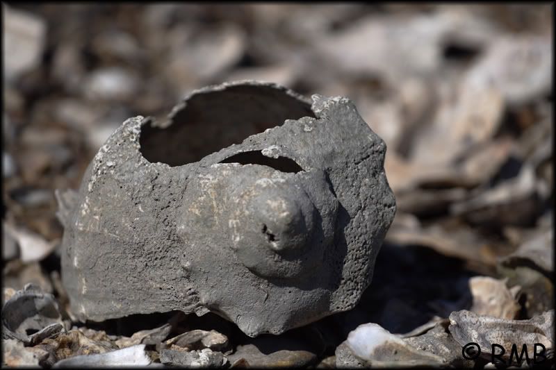 IMAGE: http://i23.photobucket.com/albums/b390/pointerDixie214/DPP_0038.jpg