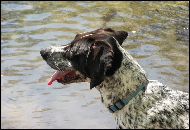 IMAGE: http://i23.photobucket.com/albums/b390/pointerDixie214/DixieLarge.jpg