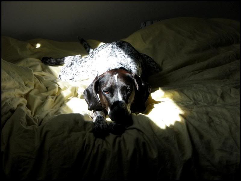 IMAGE: http://i23.photobucket.com/albums/b390/pointerDixie214/DixiesunLarge.jpg