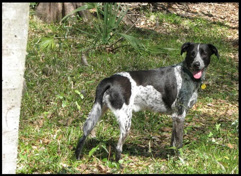 IMAGE: http://i23.photobucket.com/albums/b390/pointerDixie214/DukewoodsLarge.jpg