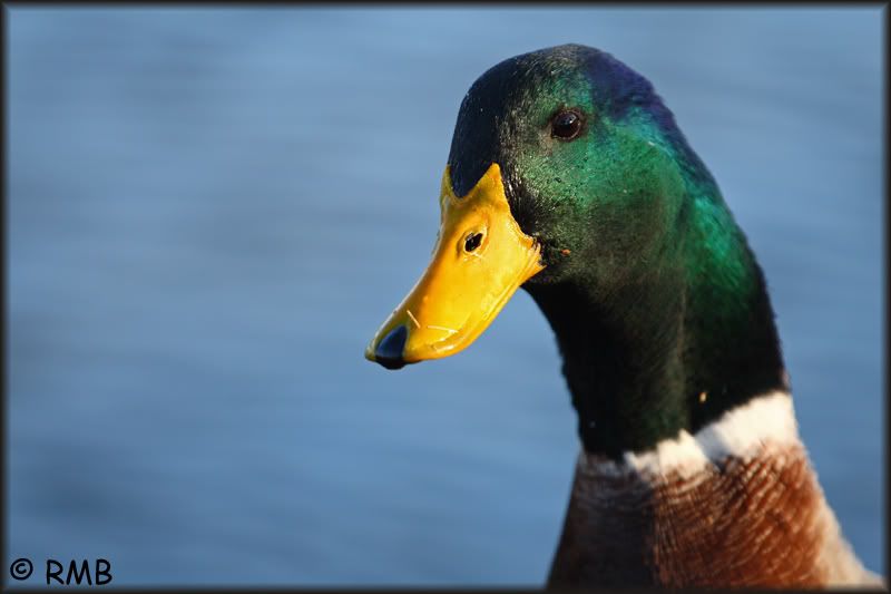 IMAGE: http://i23.photobucket.com/albums/b390/pointerDixie214/IMG4967smallcopy.jpg