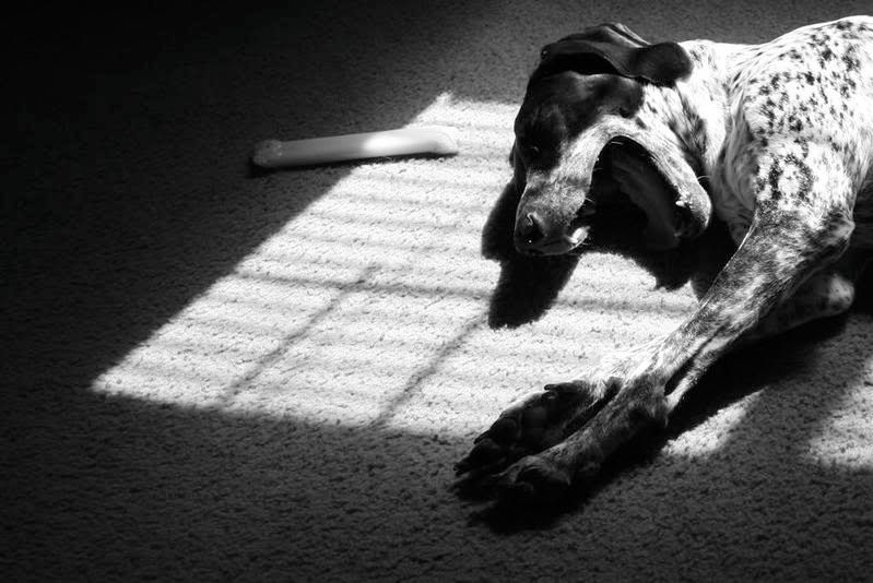 IMAGE: http://i23.photobucket.com/albums/b390/pointerDixie214/IMG_0203cropBWLarge.jpg