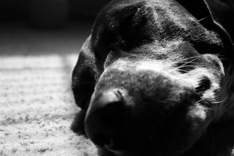 IMAGE: http://i23.photobucket.com/albums/b390/pointerDixie214/IMG_0220BWLarge.jpg