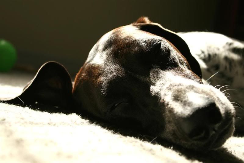 IMAGE: http://i23.photobucket.com/albums/b390/pointerDixie214/IMG_0227Large.jpg