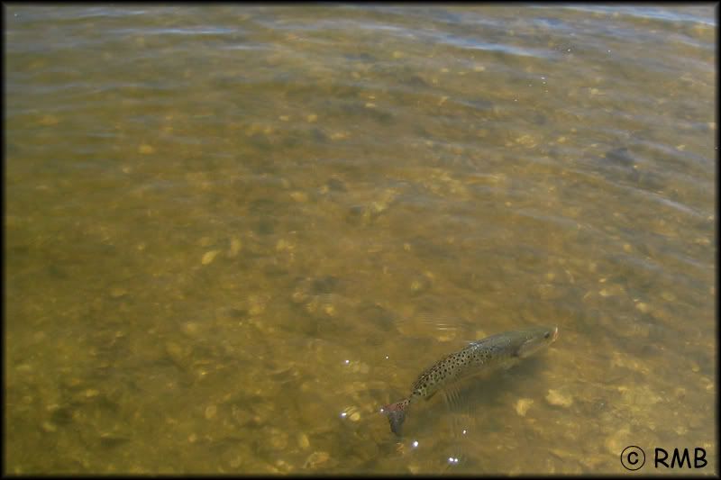 IMAGE: http://i23.photobucket.com/albums/b390/pointerDixie214/IMG_1271.jpg