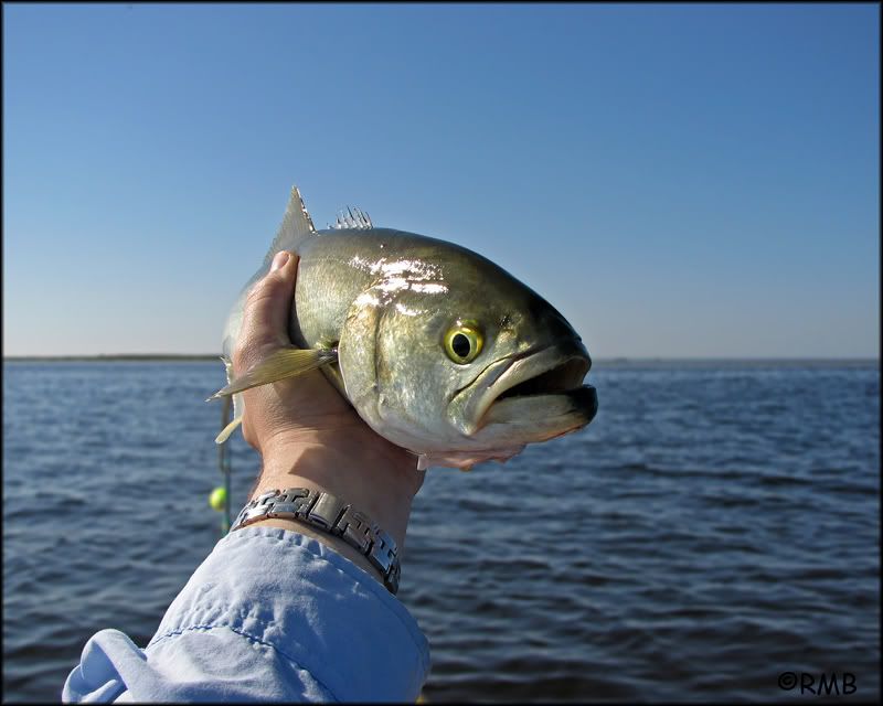 IMAGE: http://i23.photobucket.com/albums/b390/pointerDixie214/IMG_2206copy-1.jpg