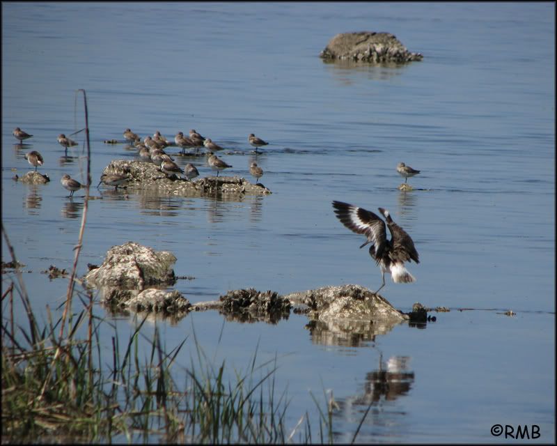 IMAGE: http://i23.photobucket.com/albums/b390/pointerDixie214/IMG_2227copy.jpg