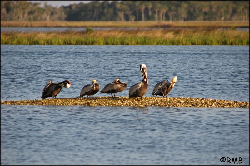 IMAGE: http://i23.photobucket.com/albums/b390/pointerDixie214/IMG_2258copy.jpg