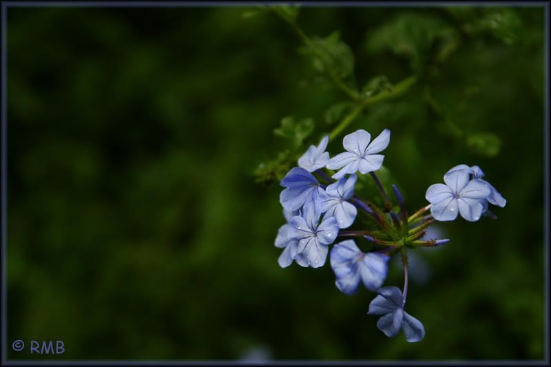 IMAGE: http://i23.photobucket.com/albums/b390/pointerDixie214/IMG_4473.jpg