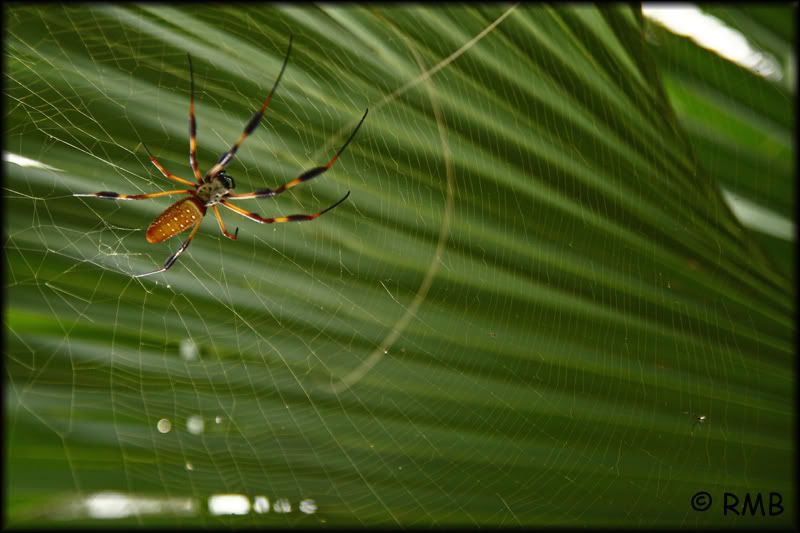 IMAGE: http://i23.photobucket.com/albums/b390/pointerDixie214/IMG_4484.jpg