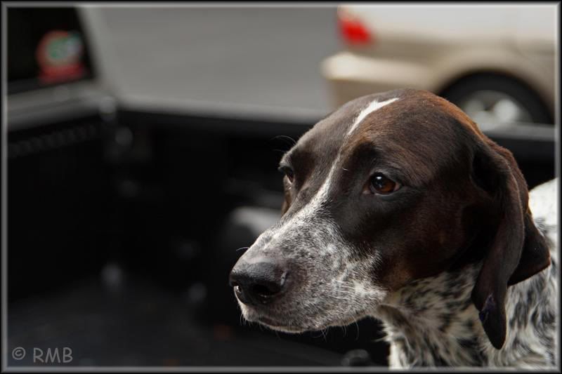 IMAGE: http://i23.photobucket.com/albums/b390/pointerDixie214/IMG_4517Medium.jpg