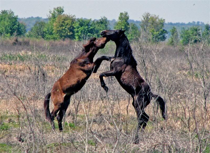 IMAGE: http://i23.photobucket.com/albums/b390/pointerDixie214/PaynesPrairie3-183-24017Medium.jpg