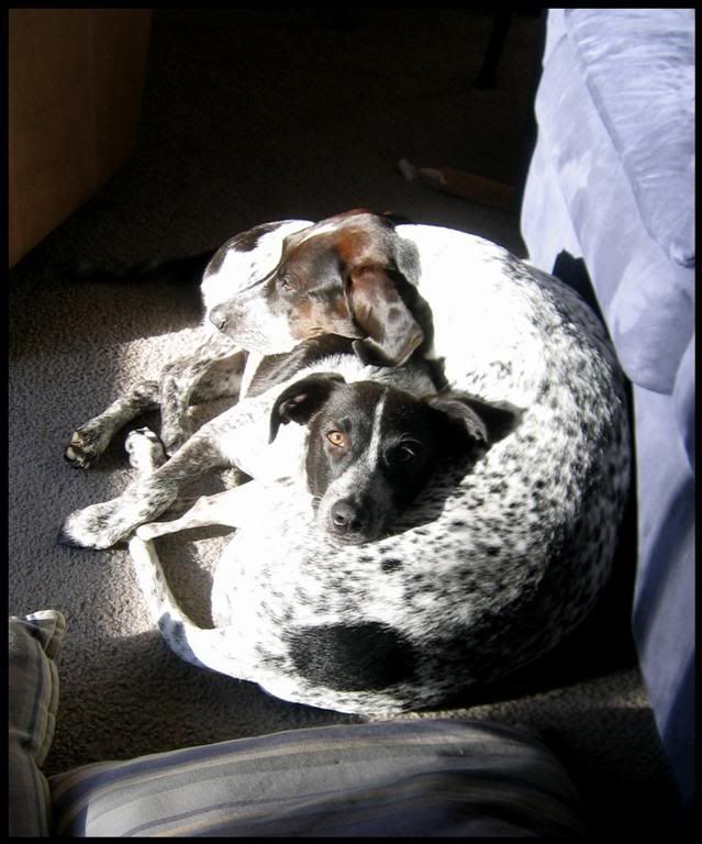 IMAGE: http://i23.photobucket.com/albums/b390/pointerDixie214/dixiedukeLarge.jpg