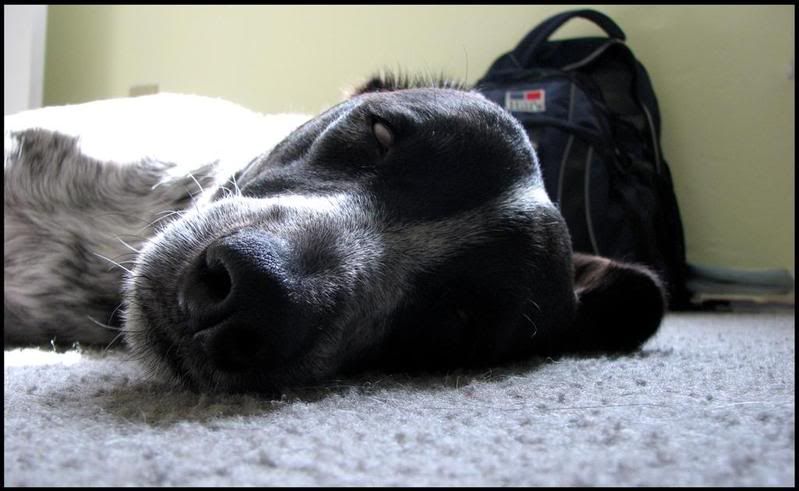 IMAGE: http://i23.photobucket.com/albums/b390/pointerDixie214/dukeLarge.jpg