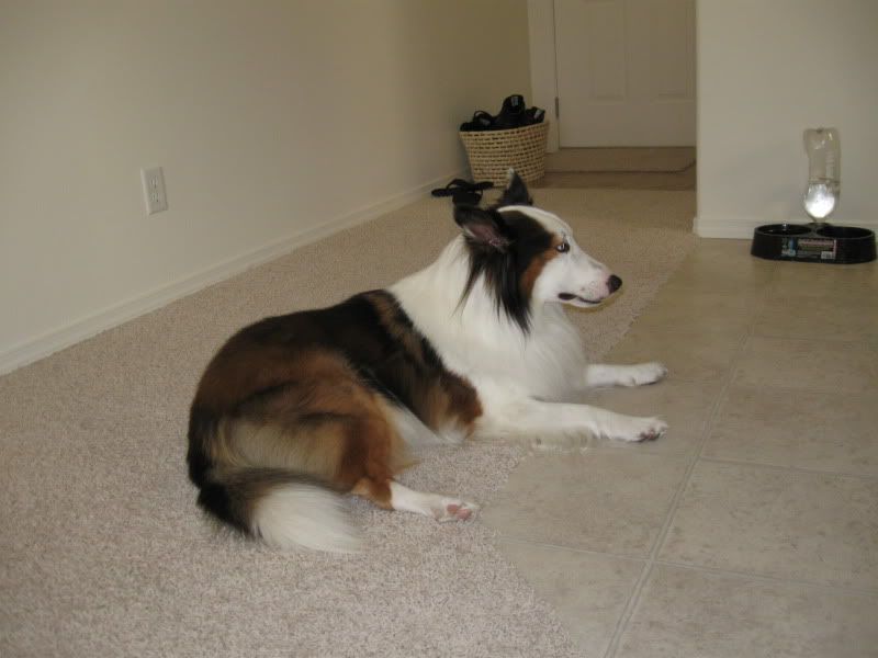 cryptic blue sheltie