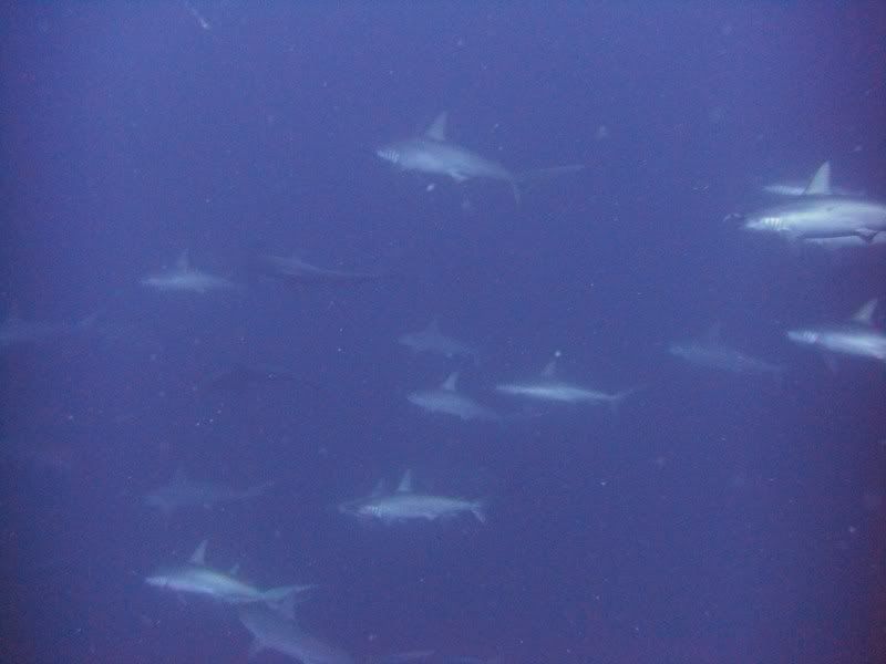 CIMG0894.jpg