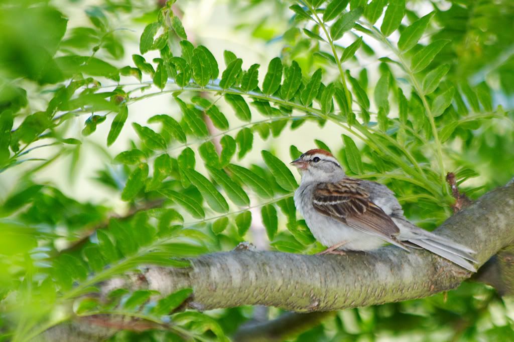 IMAGE: http://i23.photobucket.com/albums/b397/nan3182/Birds/_MG_4597a.jpg