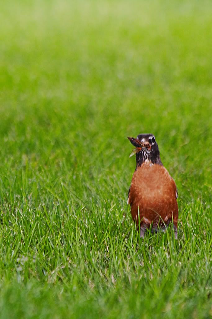 IMAGE: http://i23.photobucket.com/albums/b397/nan3182/Birds/_MG_5261.jpg