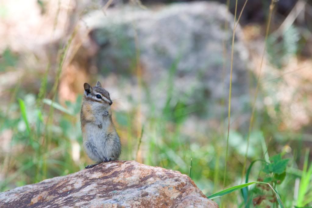 IMAGE: http://i23.photobucket.com/albums/b397/nan3182/Camping/_MG_7720.jpg