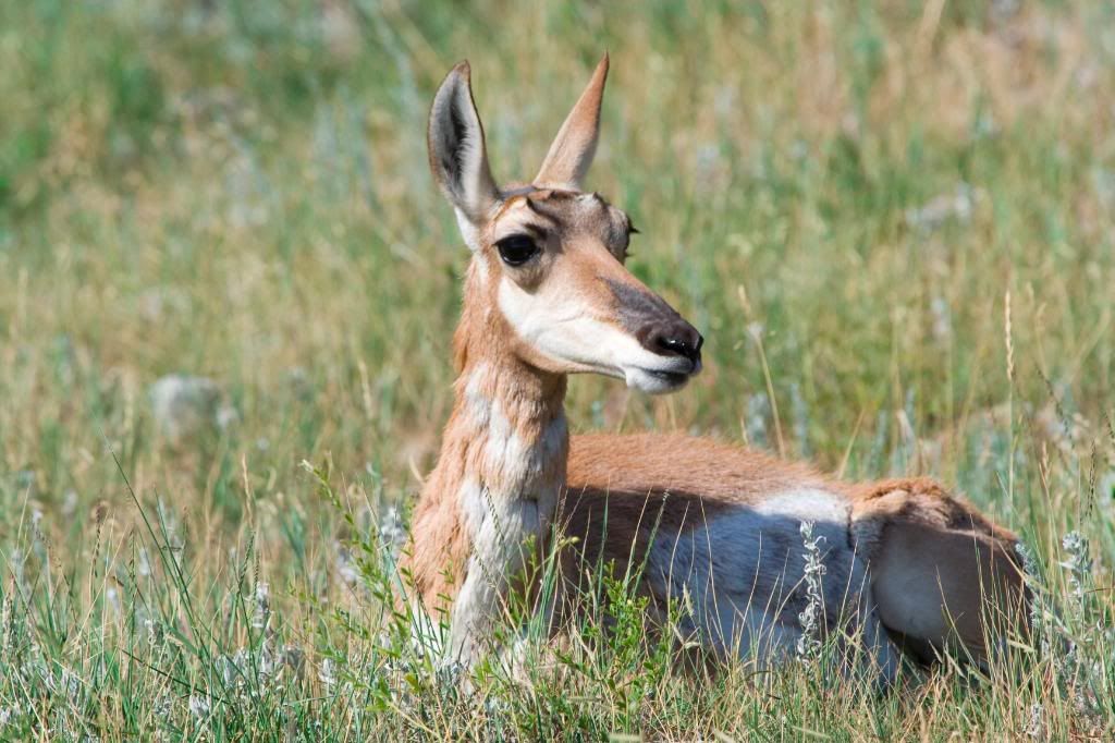 IMAGE: http://i23.photobucket.com/albums/b397/nan3182/Camping/_MG_7869.jpg