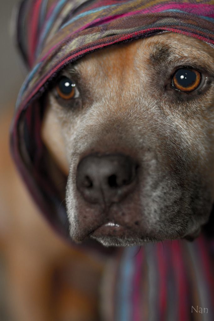 IMAGE: http://i23.photobucket.com/albums/b397/nan3182/Dogs%20Dec%202011/IMG_2329.jpg