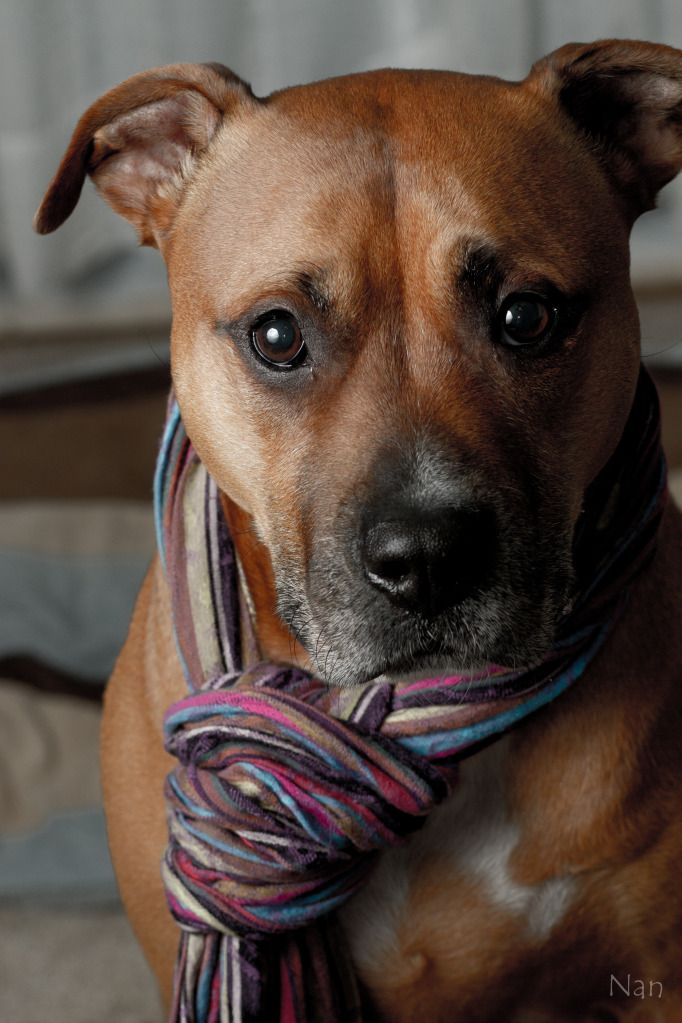 IMAGE: http://i23.photobucket.com/albums/b397/nan3182/Dogs%20Dec%202011/IMG_2383-Edit.jpg