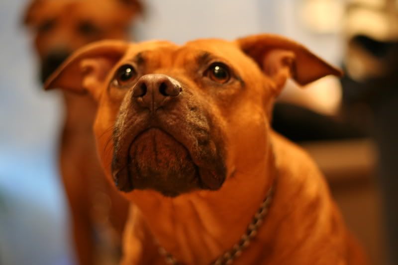 IMAGE: http://i23.photobucket.com/albums/b397/nan3182/Jaida/IMG_1088.jpg