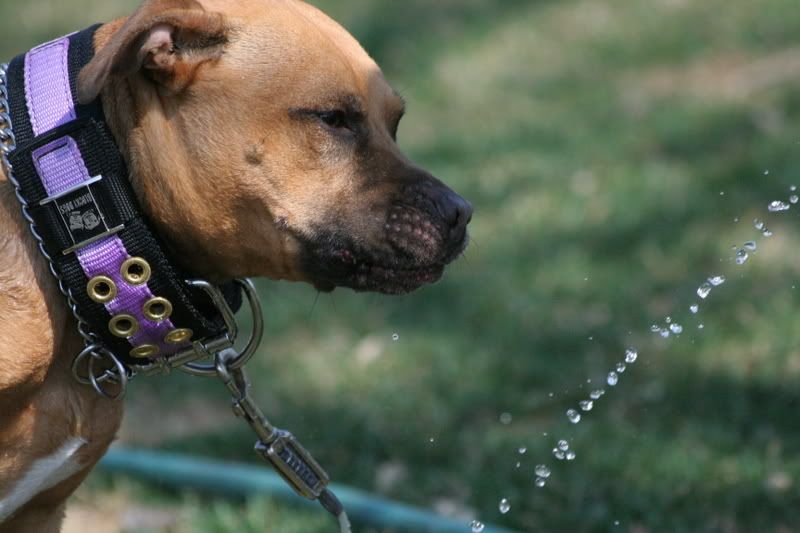 IMAGE: http://i23.photobucket.com/albums/b397/nan3182/Jaida/IMG_1643.jpg