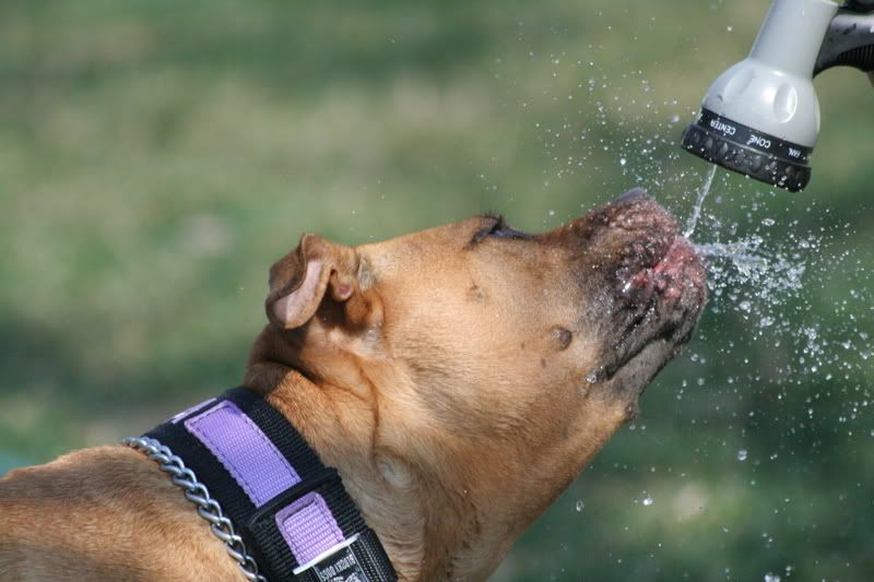 IMAGE: http://i23.photobucket.com/albums/b397/nan3182/Jaida/IMG_1645.jpg