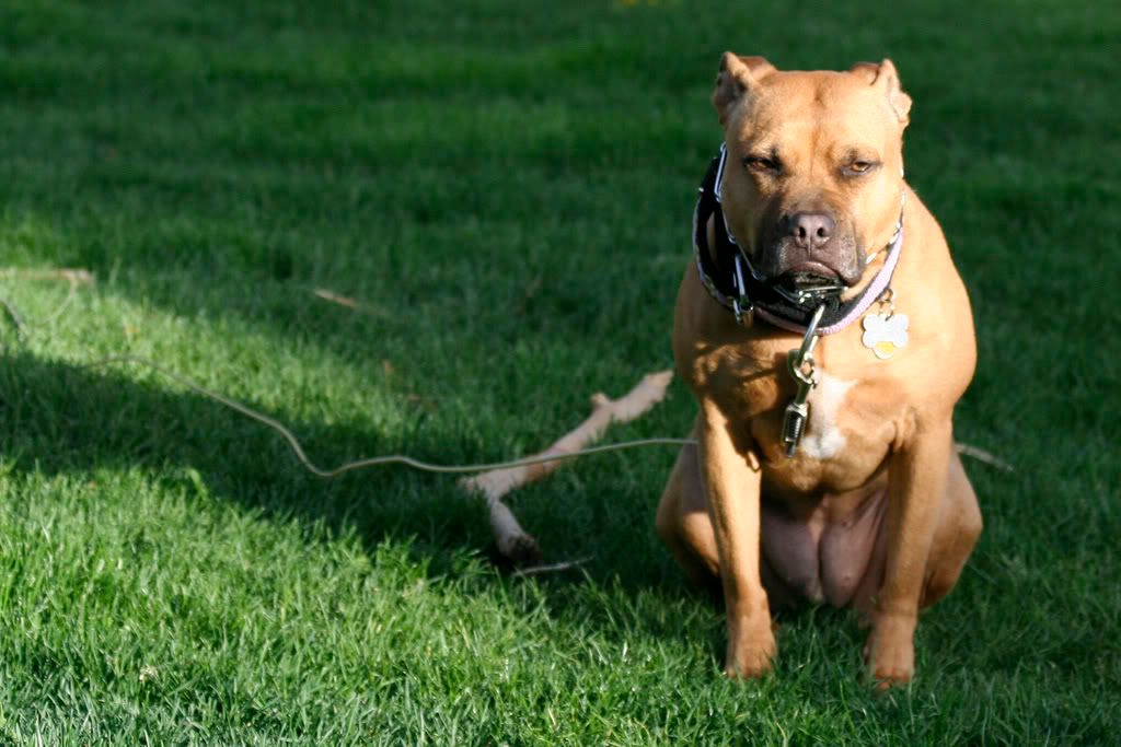 IMAGE: http://i23.photobucket.com/albums/b397/nan3182/Jaida/_MG_2890-a.jpg