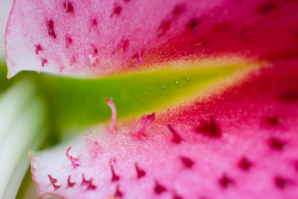 IMAGE: http://i23.photobucket.com/albums/b397/nan3182/Macro/_MG_6932.jpg