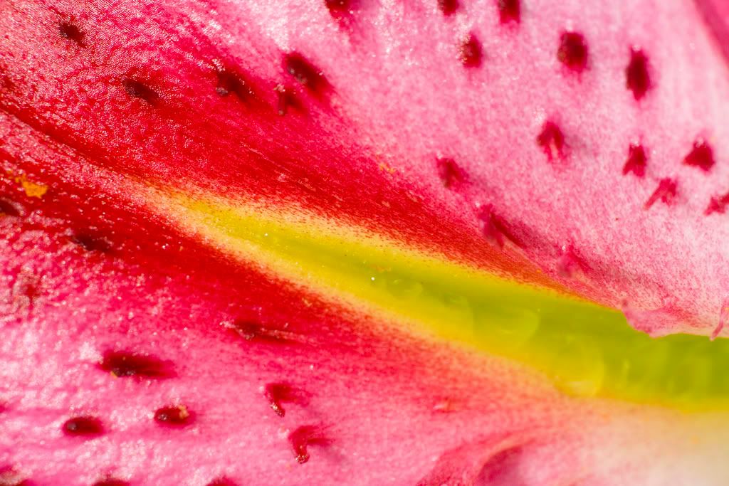 IMAGE: http://i23.photobucket.com/albums/b397/nan3182/Macro/_MG_6970.jpg