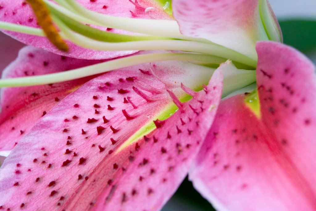 IMAGE: http://i23.photobucket.com/albums/b397/nan3182/Macro/_MG_6994.jpg