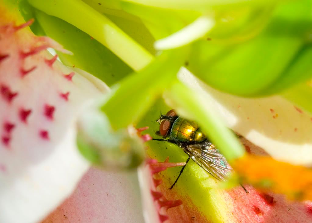 IMAGE: http://i23.photobucket.com/albums/b397/nan3182/Macro/_MG_70165x7.jpg