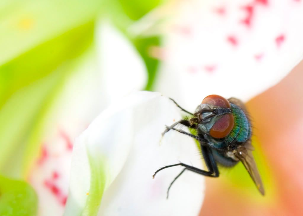 IMAGE: http://i23.photobucket.com/albums/b397/nan3182/Macro/_MG_70325x7.jpg