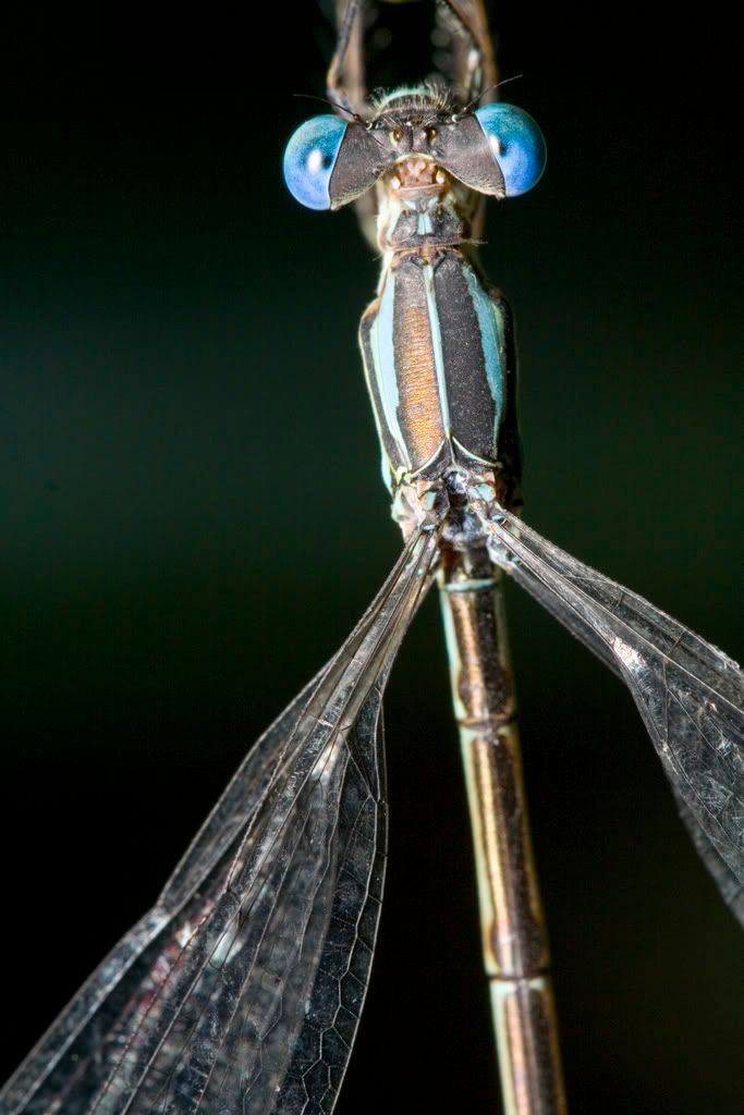 IMAGE: http://i23.photobucket.com/albums/b397/nan3182/Macro/_MG_9137.jpg