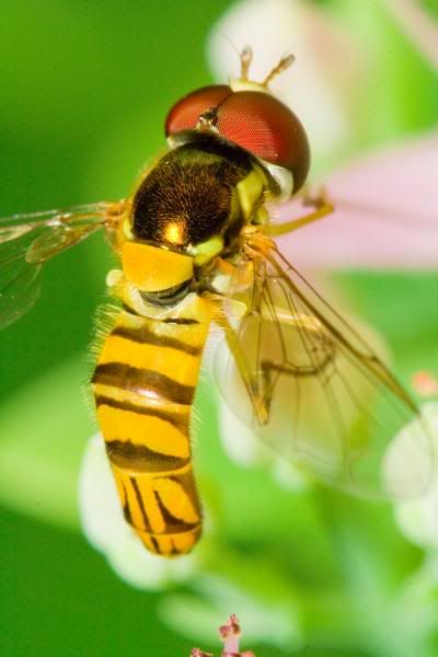 IMAGE: http://i23.photobucket.com/albums/b397/nan3182/Macro/_MG_9583.jpg