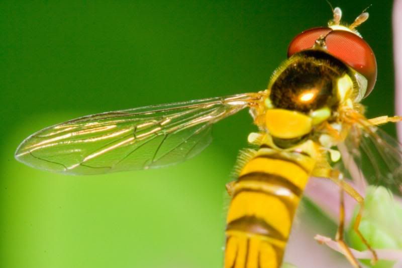 IMAGE: http://i23.photobucket.com/albums/b397/nan3182/Macro/_MG_9584.jpg