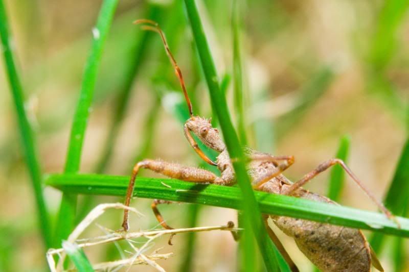 IMAGE: http://i23.photobucket.com/albums/b397/nan3182/Macro/_MG_9764.jpg