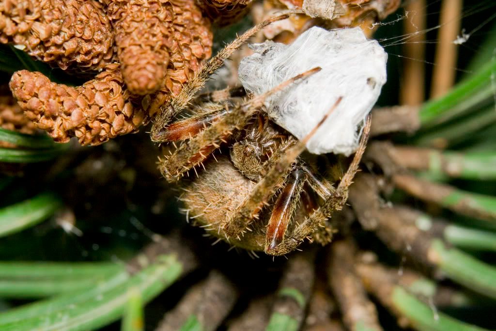 IMAGE: http://i23.photobucket.com/albums/b397/nan3182/Macro/e0f7a44f.jpg