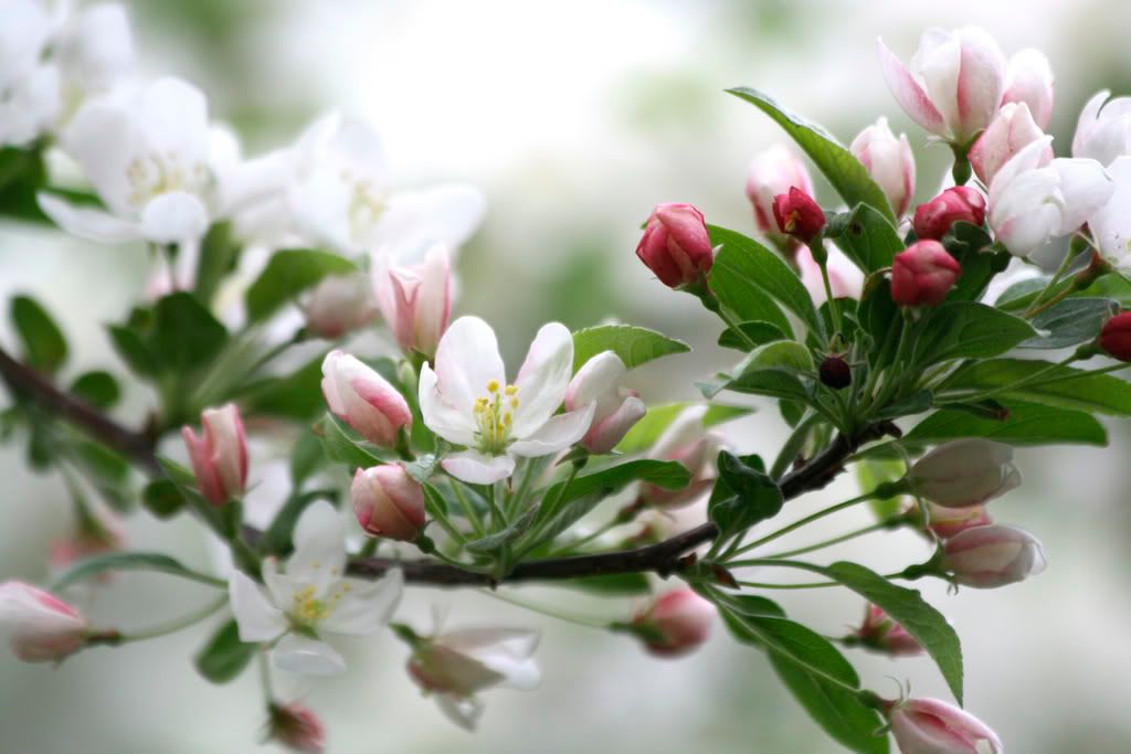 IMAGE: http://i23.photobucket.com/albums/b397/nan3182/Random/_MG_2998-a.jpg