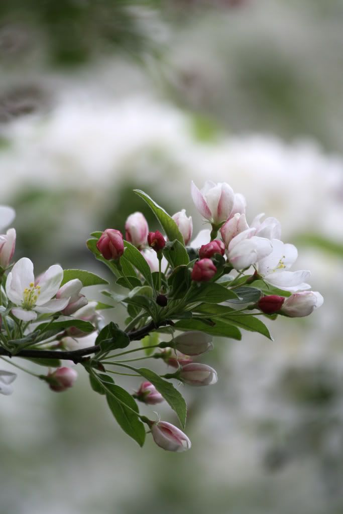 IMAGE: http://i23.photobucket.com/albums/b397/nan3182/Random/_MG_3000-a.jpg