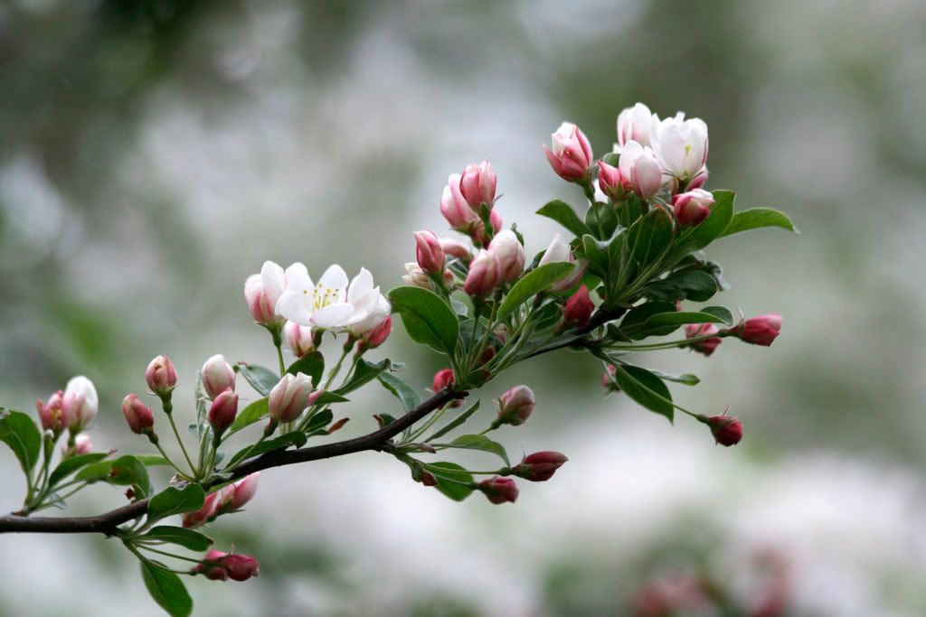 IMAGE: http://i23.photobucket.com/albums/b397/nan3182/Random/_MG_3002-a.jpg