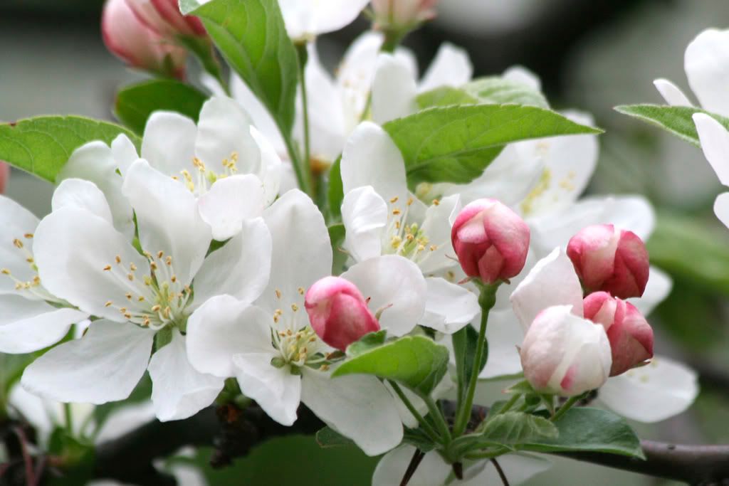 IMAGE: http://i23.photobucket.com/albums/b397/nan3182/Random/_MG_3012-a.jpg